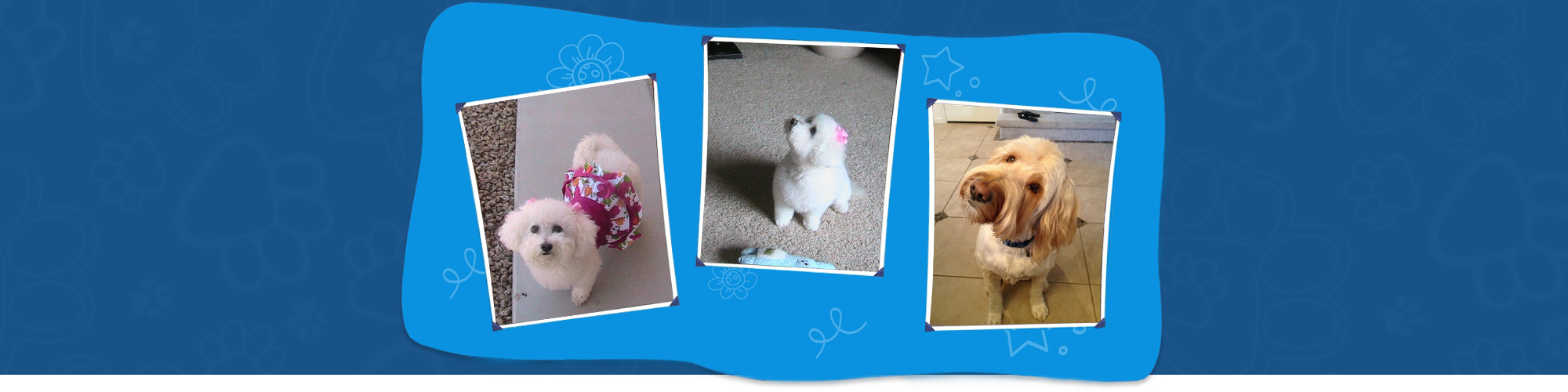 Grooming Services Banner