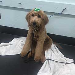 Cute Dog with Blanket