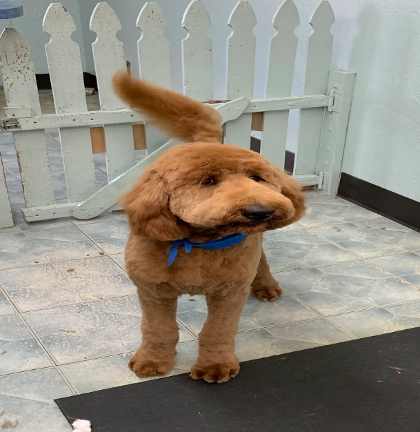 dog dog