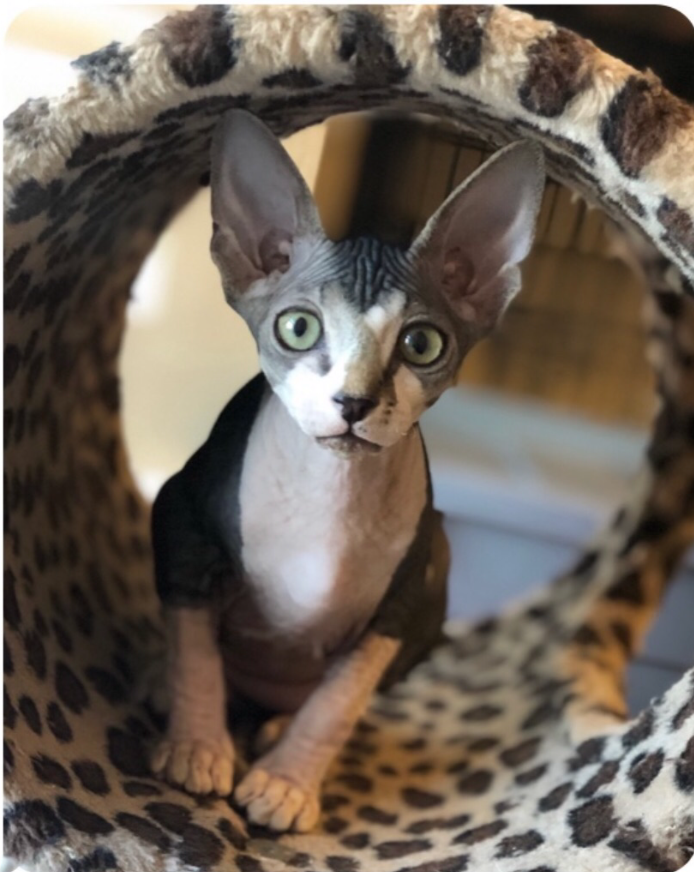 Cat Services Cat Services