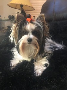 Shih Tzu dog